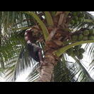 Mehr als eine Schlinge um die Knöchel benötigt dieser Kokosnusspflücker nicht als Aufstiegshilfe